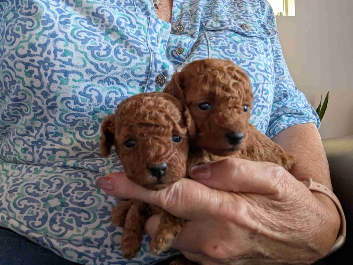 Red Toy Poodle Puppies breeder image 4