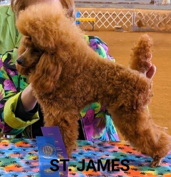 Red Toy Poodle Puppies media 2