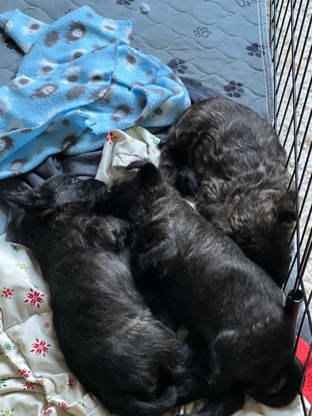 Cairn Terrier Puppies media 2