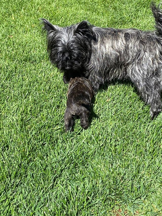 Cairn Terrier Puppies media 3