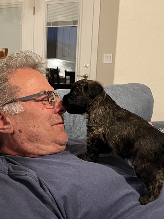 Cairn Terrier Puppies media 4