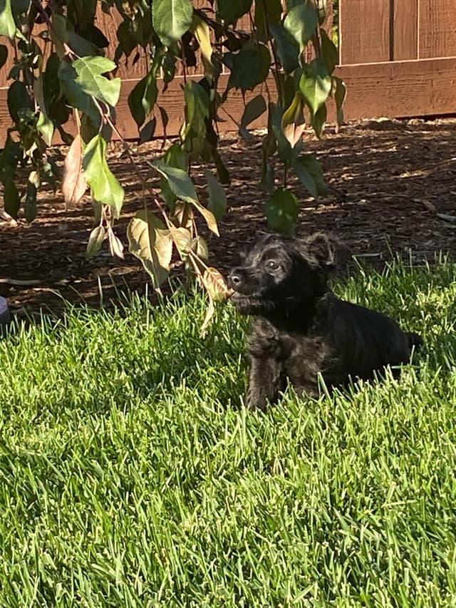 Cairn Terrier Puppies media 8