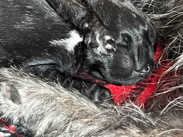 Cairn Terrier Puppies media 9