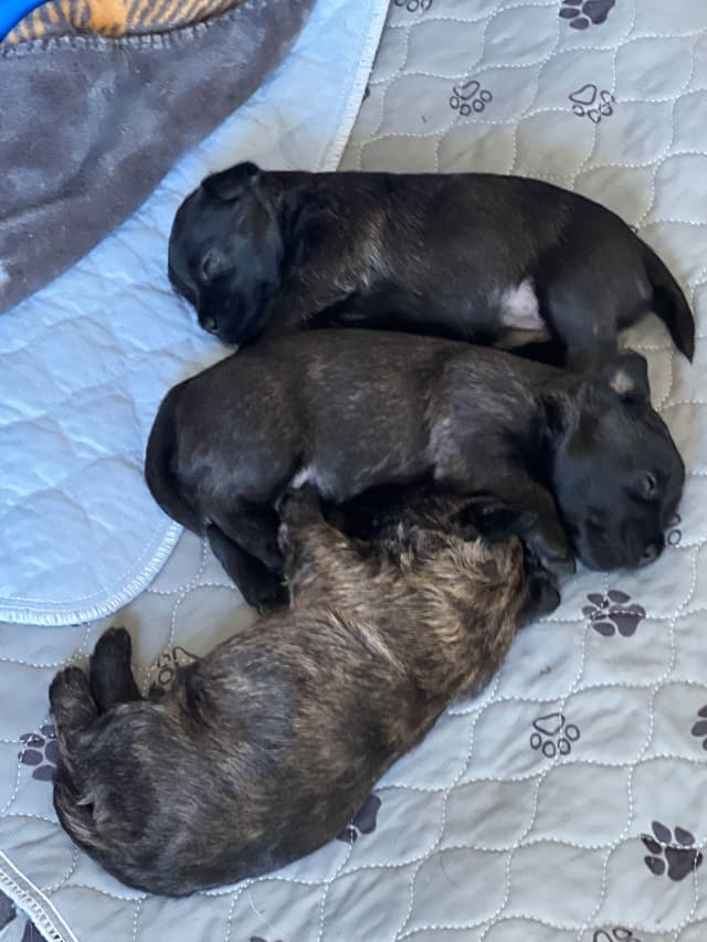 Cairn Terrier Puppies media 10