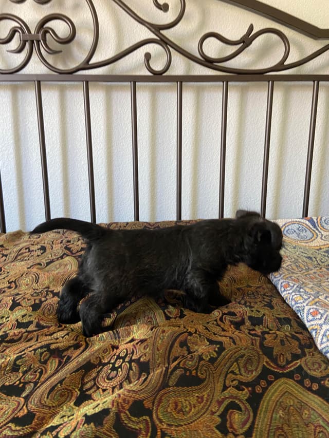 Cairn Terrier Puppies media 11