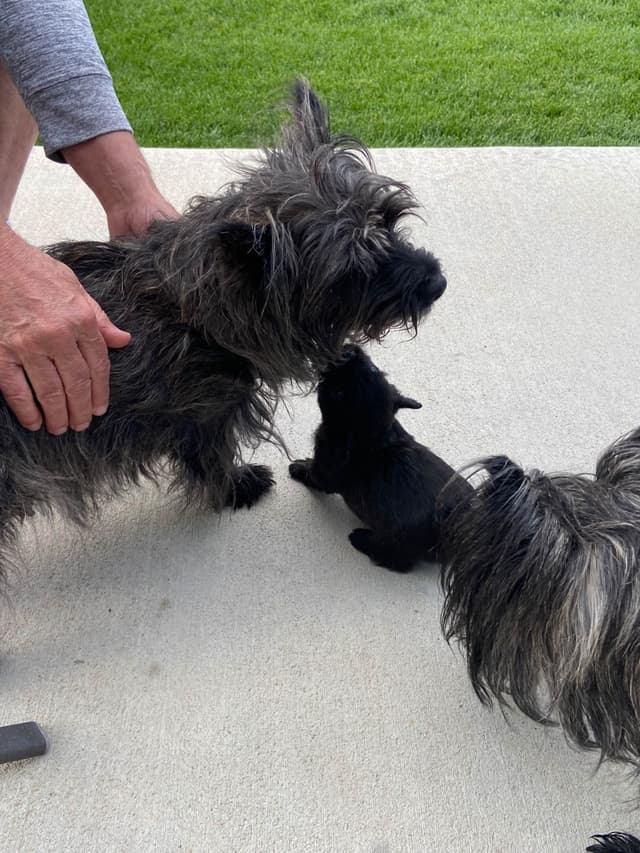 Cairn Terrier Puppies media 12