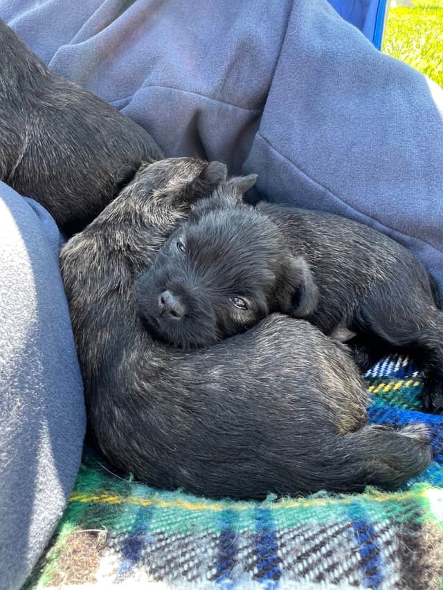 Cairn Terrier Puppies media 13