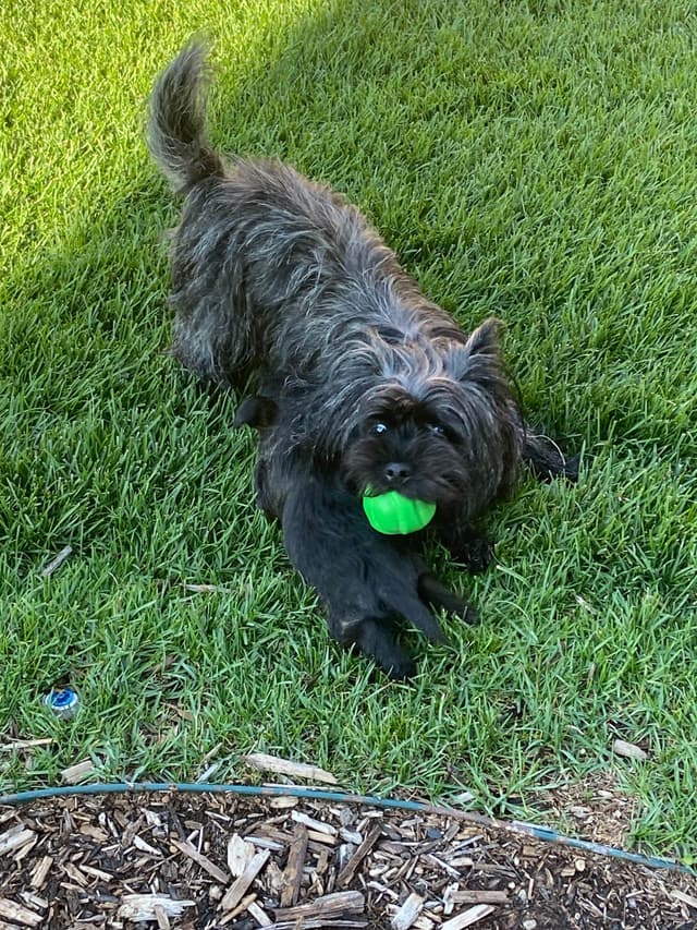 Cairn Terrier Puppies media 14