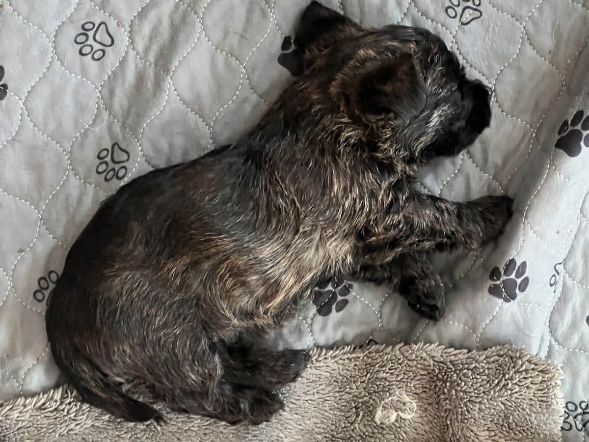 Cairn Terrier Puppies breeder image 1