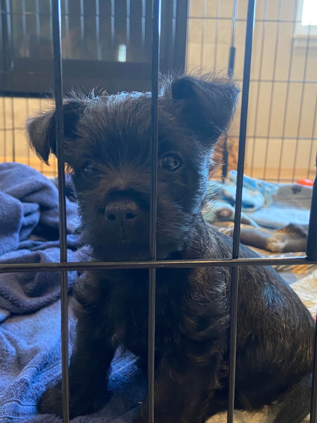 Cairn Terrier Puppies breeder image 2