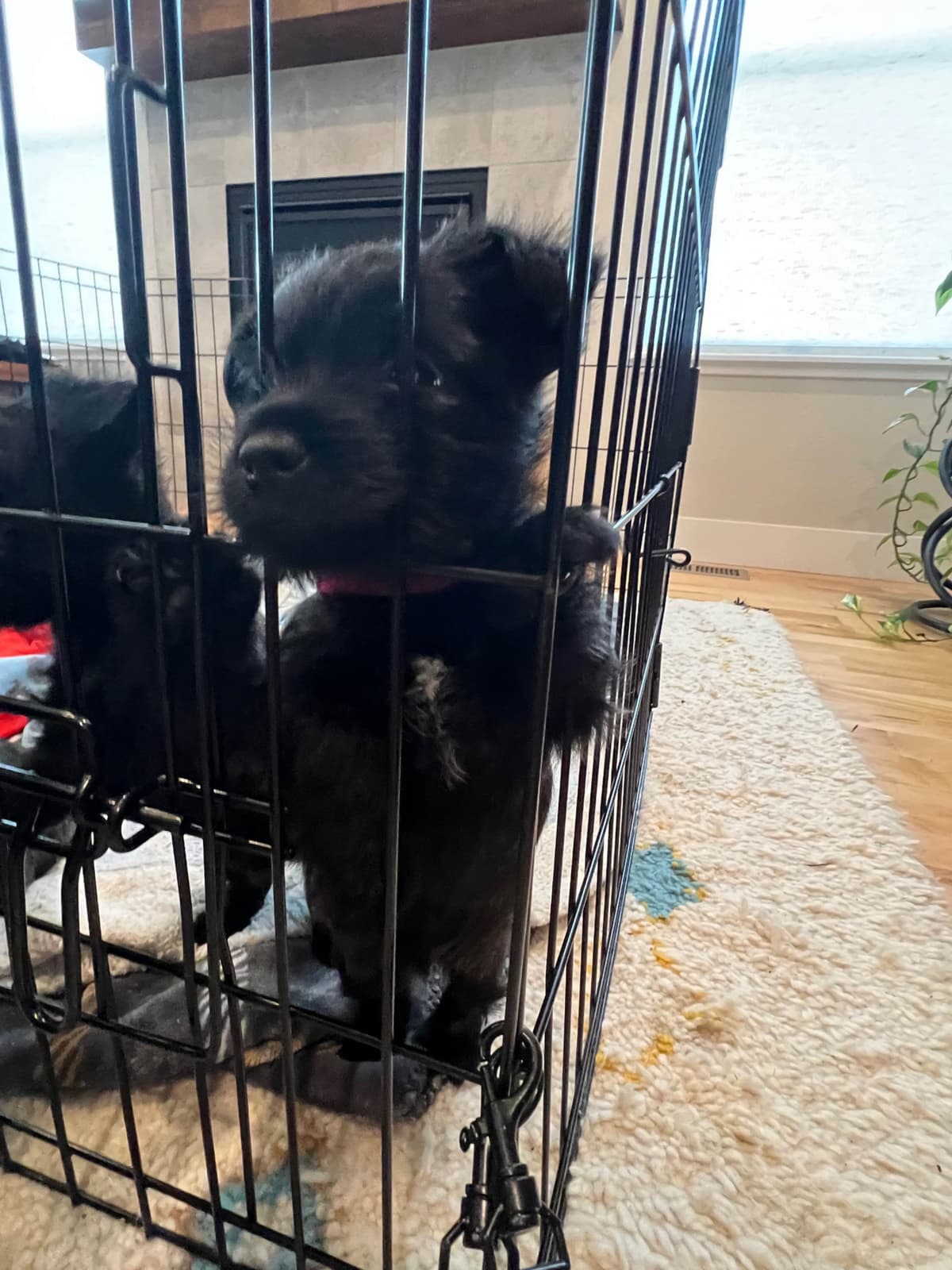 Cairn Terrier Puppies breeder image 4