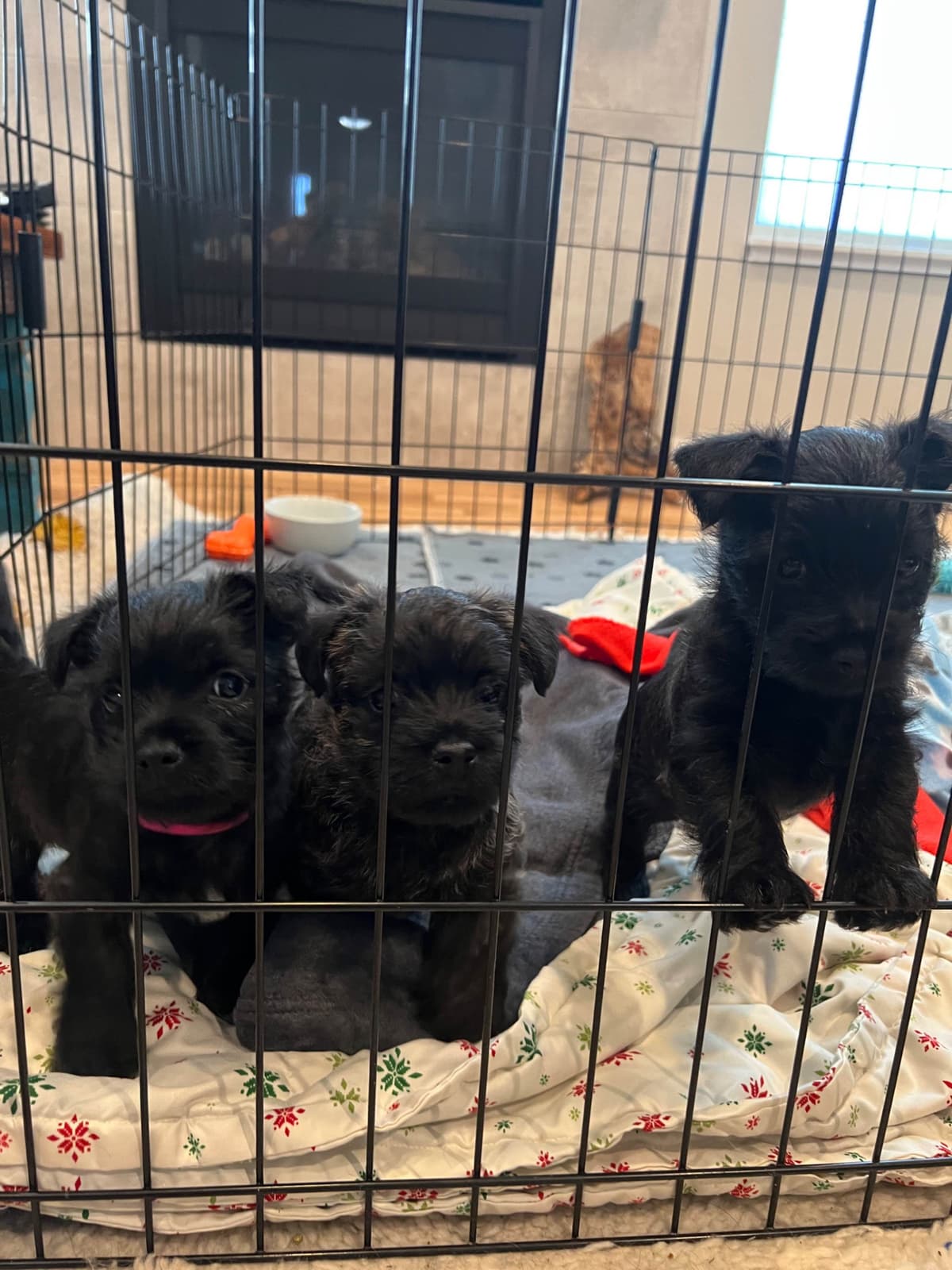 Cairn Terrier Puppies breeder image 5