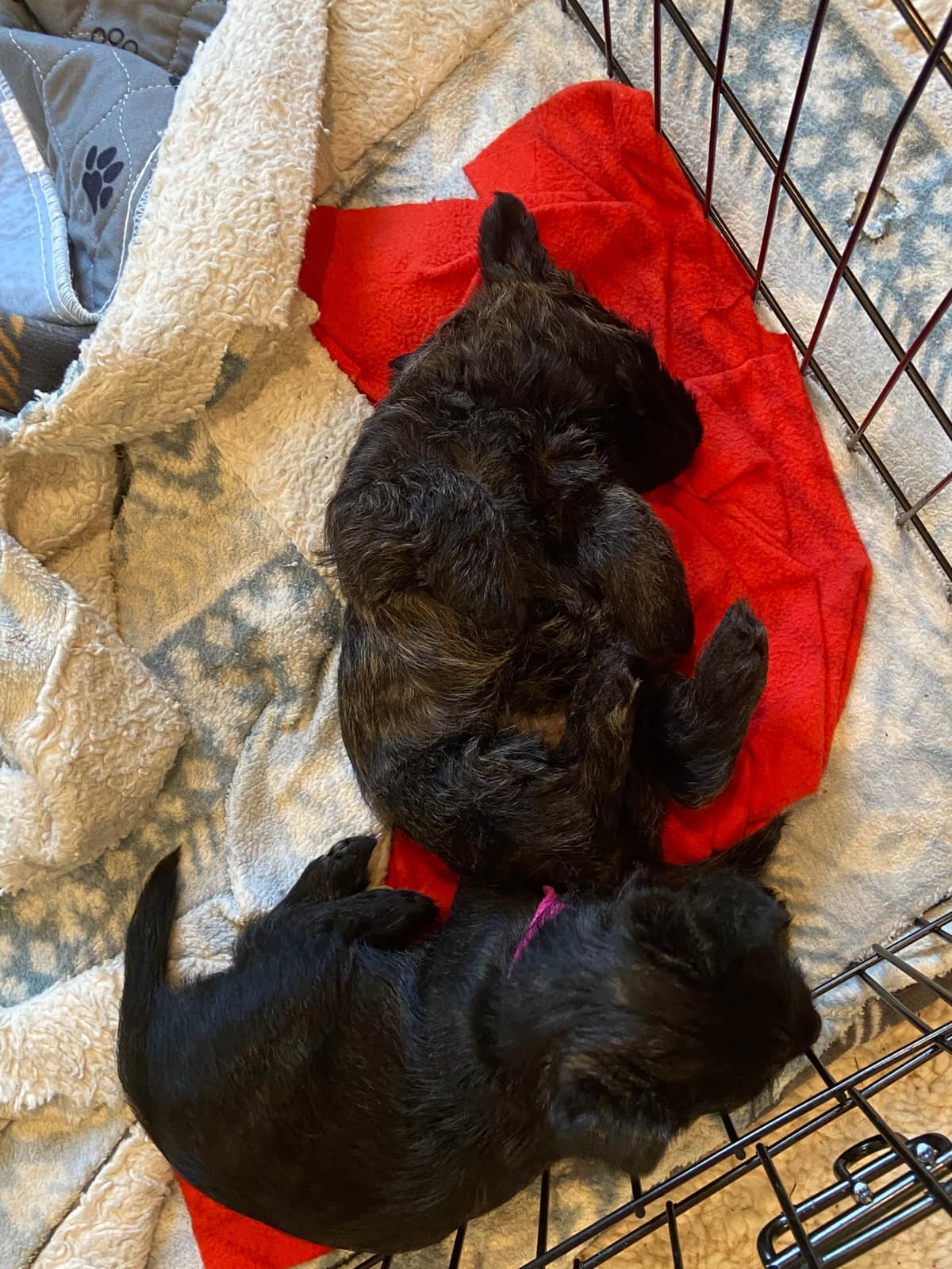 Cairn Terrier Puppies breeder image 6