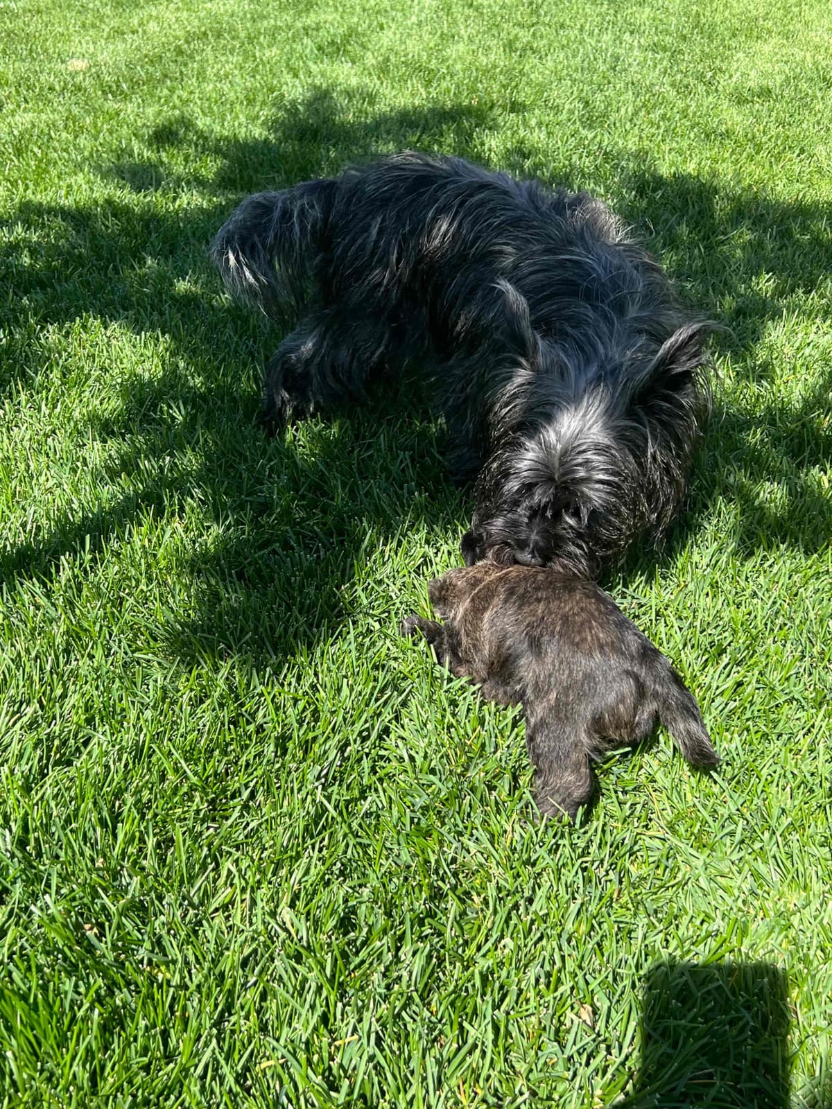 Cairn Terrier Puppies breeder image 7