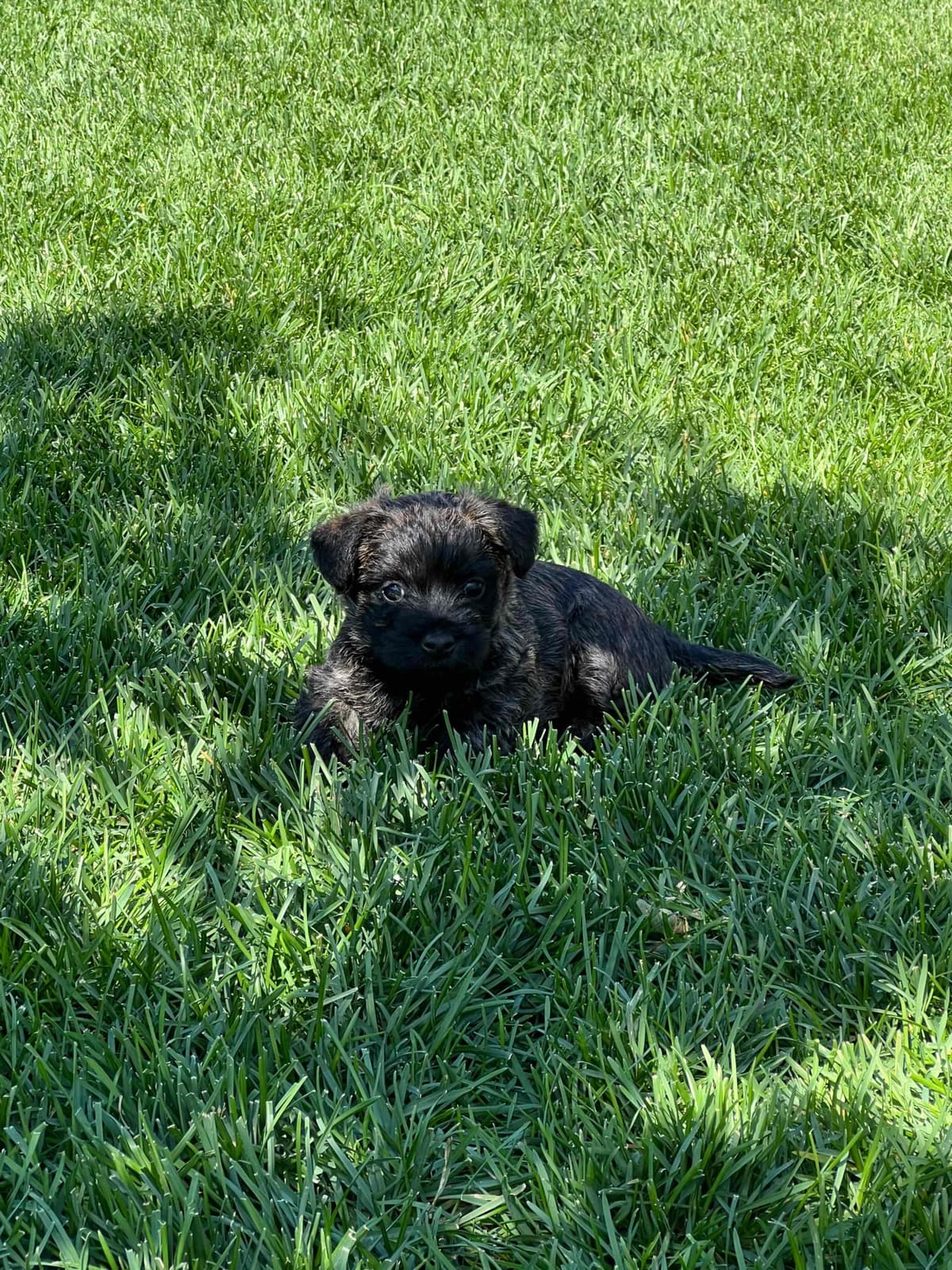 Cairn Terrier Puppies breeder image 8