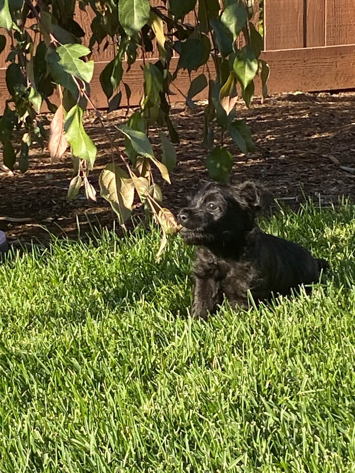 Cairn Terrier Puppies breeder image 9