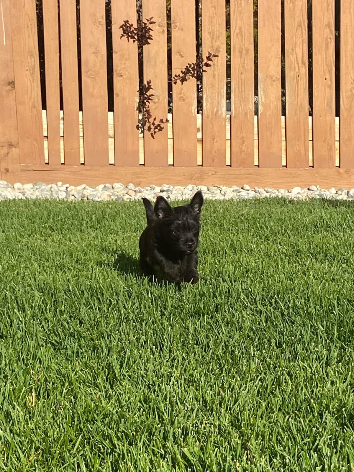 Cairn Terrier Puppies breeder image 10