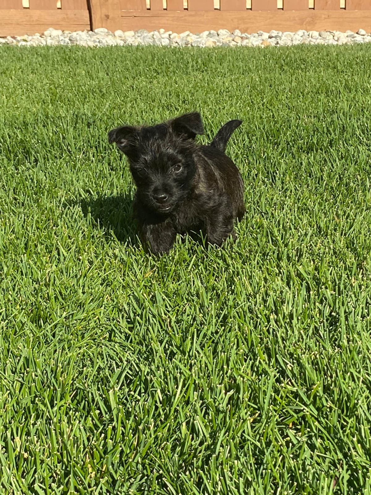 Cairn Terrier Puppies breeder image 11