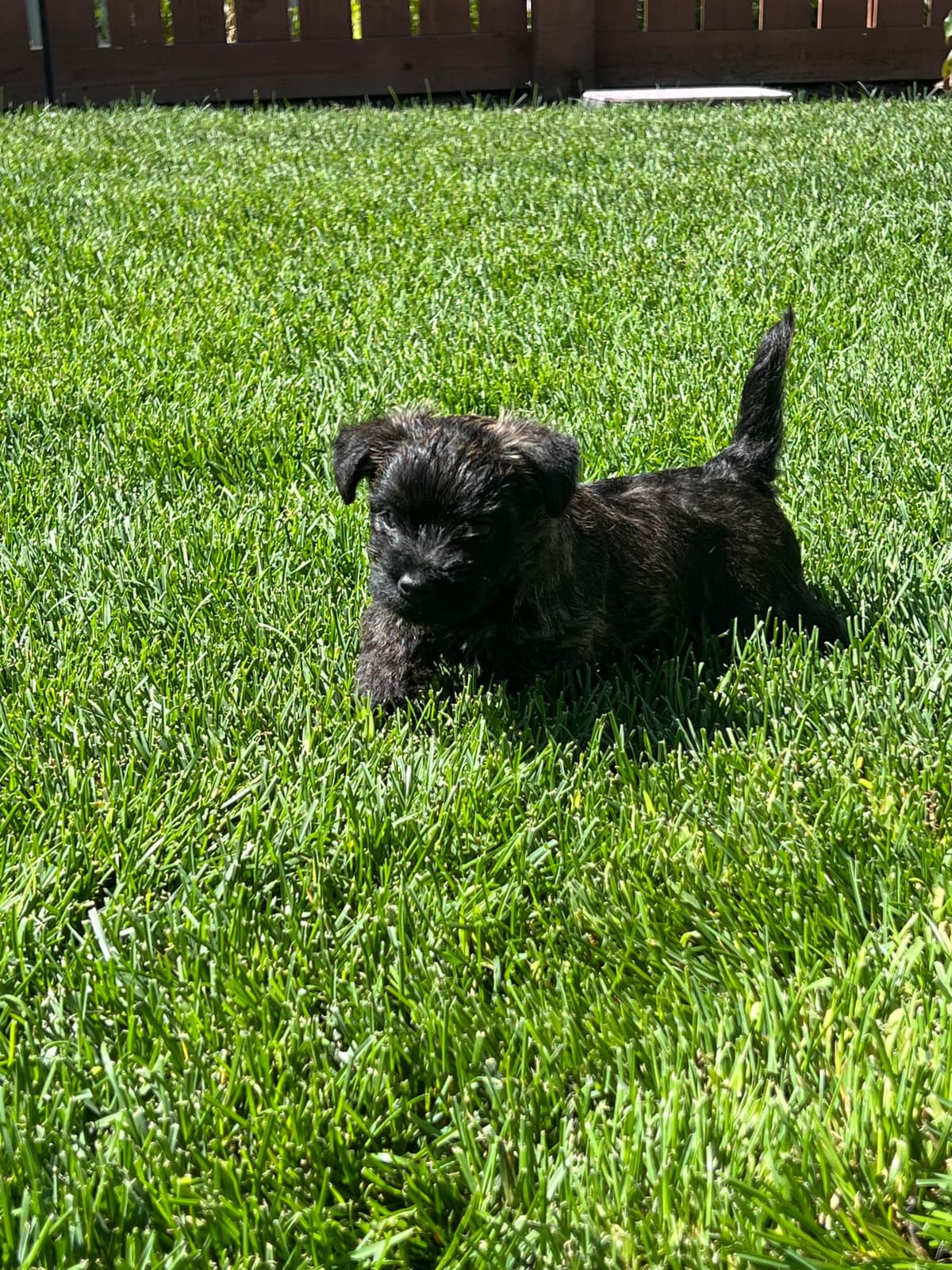 Cairn Terrier Puppies breeder image 12
