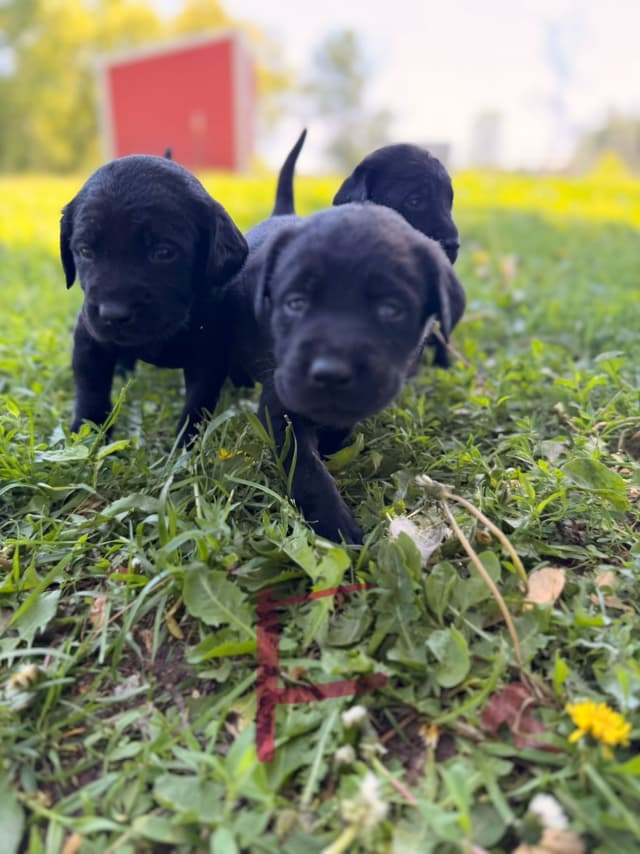 Labrador Retriever Puppies media 2