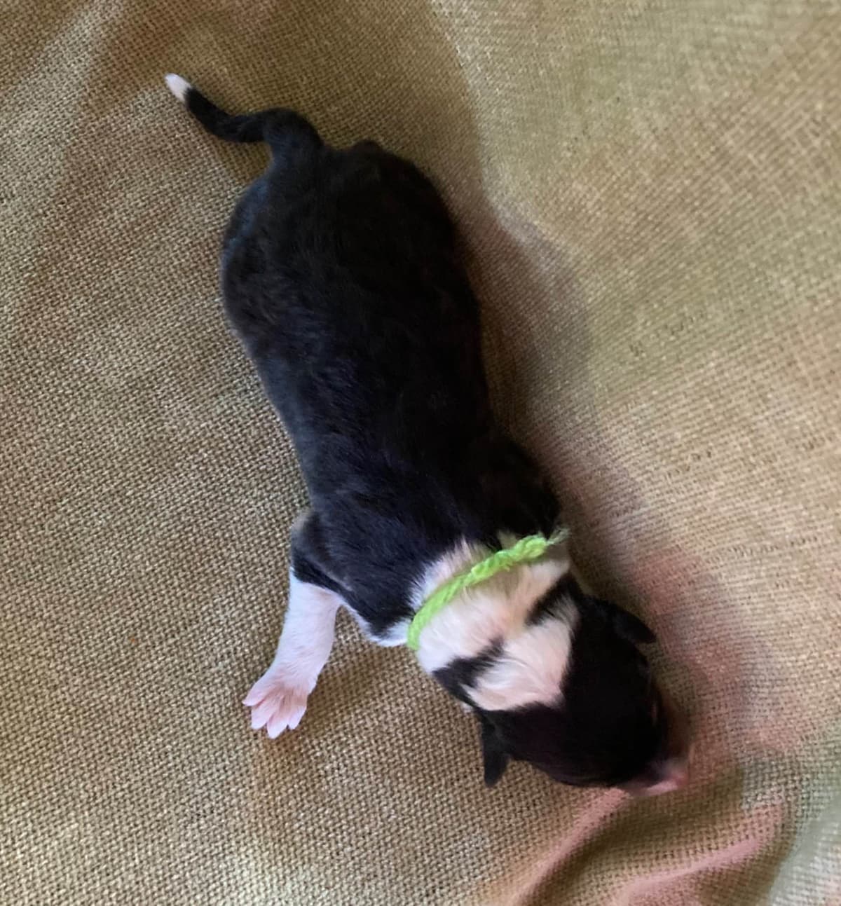 Collie Puppies breeder image 3