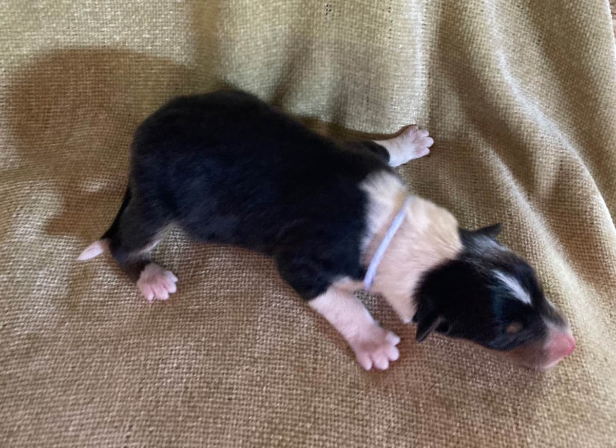 Collie Puppies breeder image 7