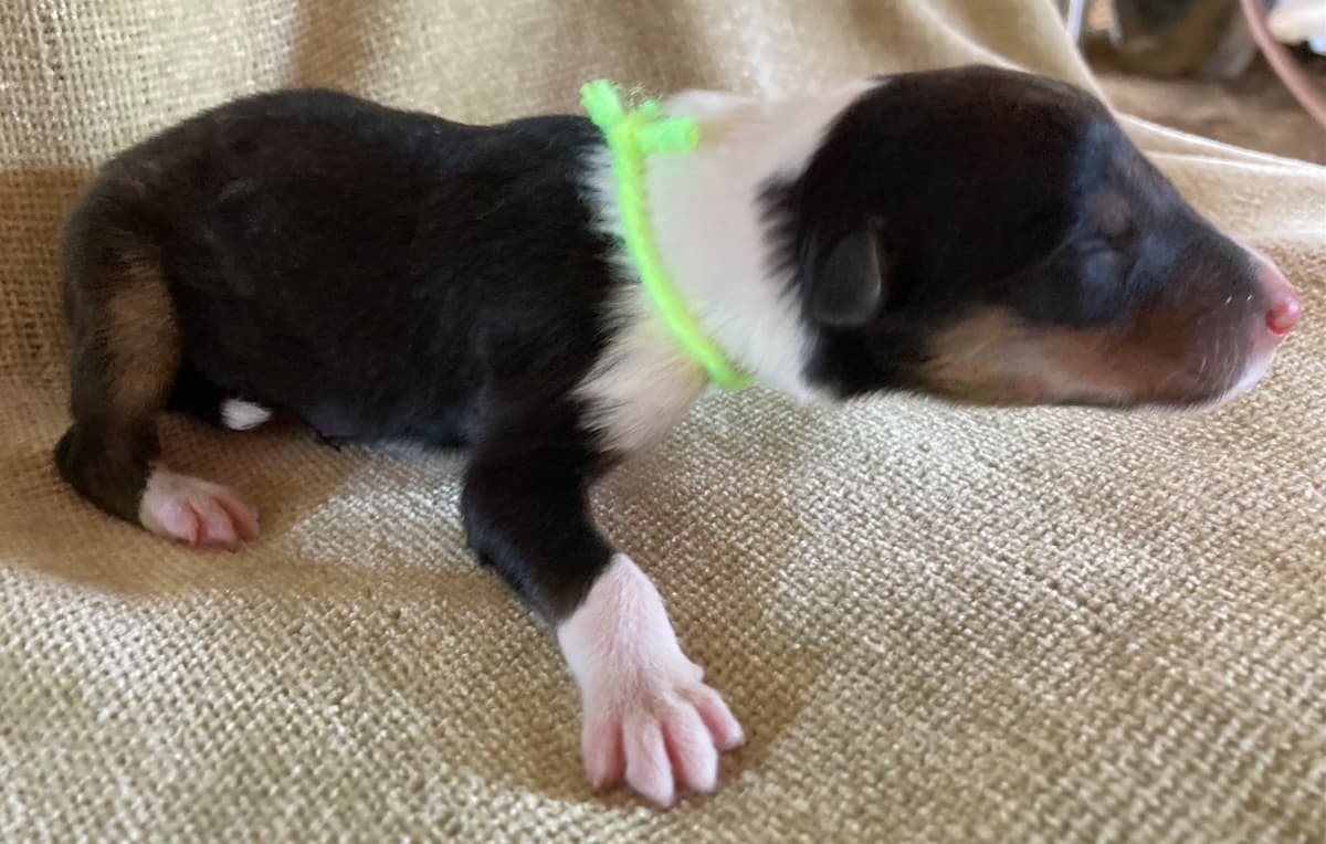 Collie Puppies breeder image 5