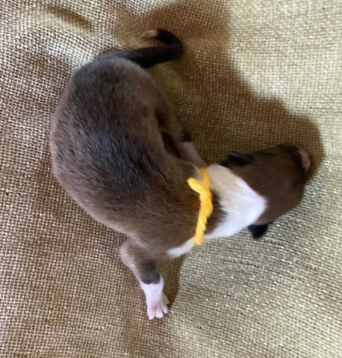Collie Puppies breeder image 6