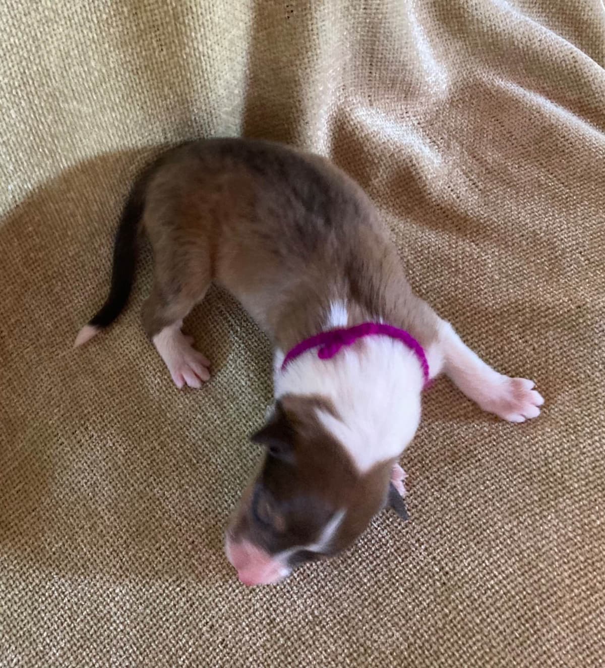 Collie Puppies breeder image 8