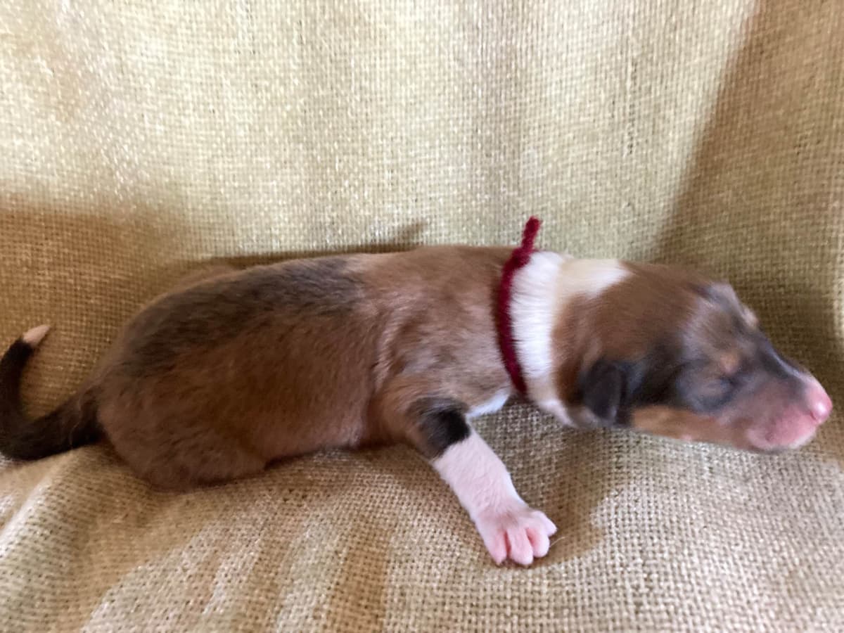 Collie Puppies breeder image 9