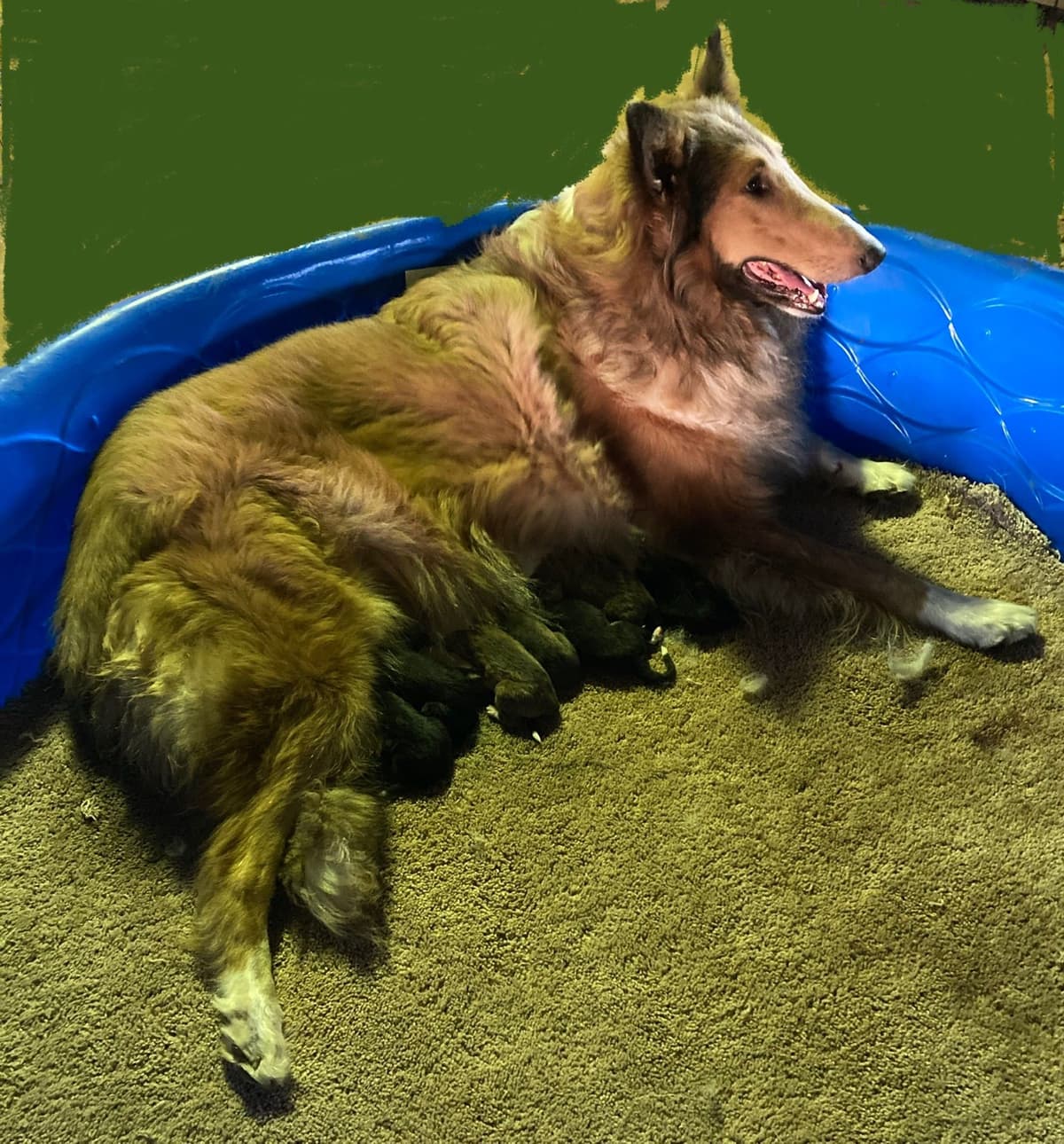 Collie Puppies breeder image 11