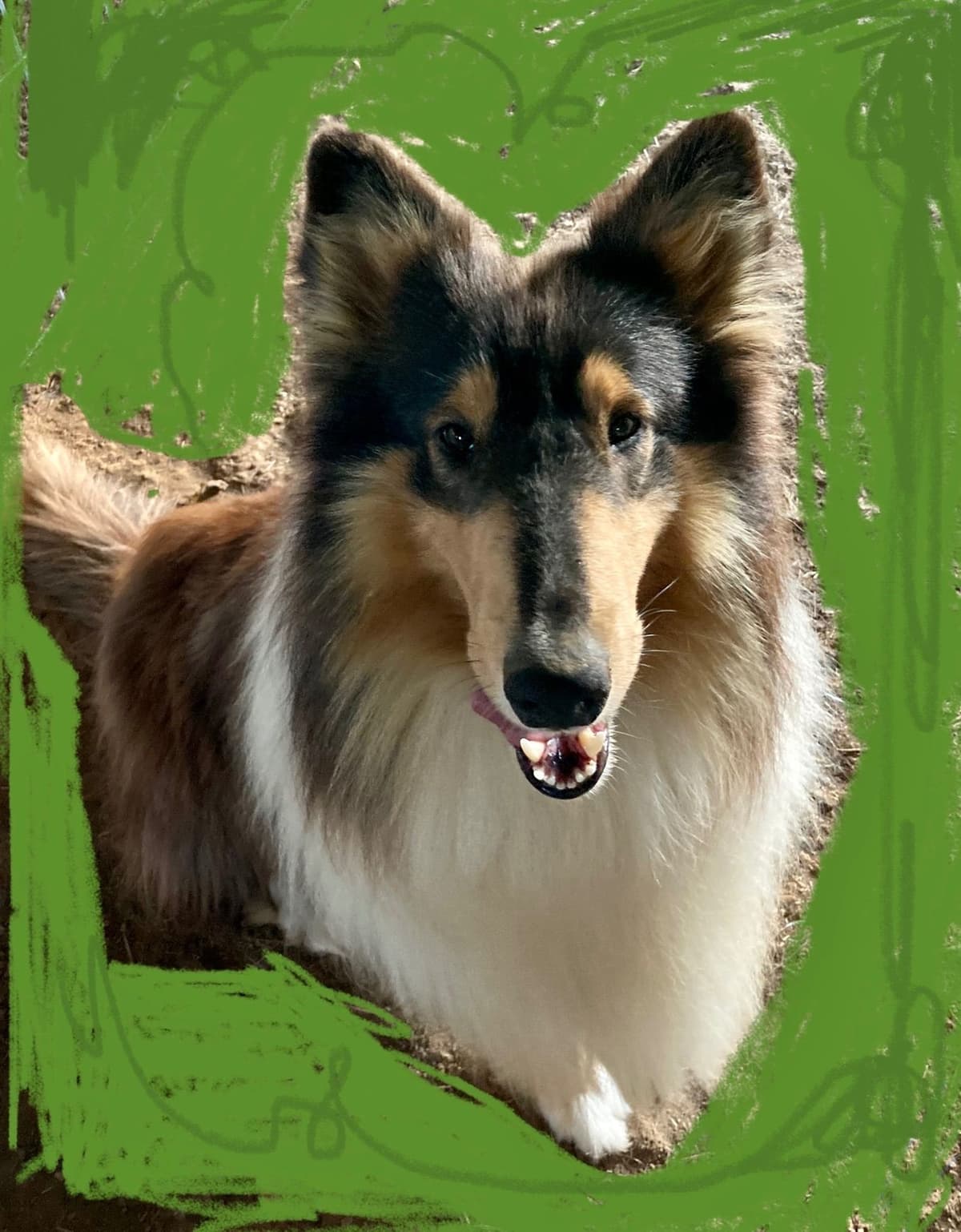 Collie Puppies breeder image 12
