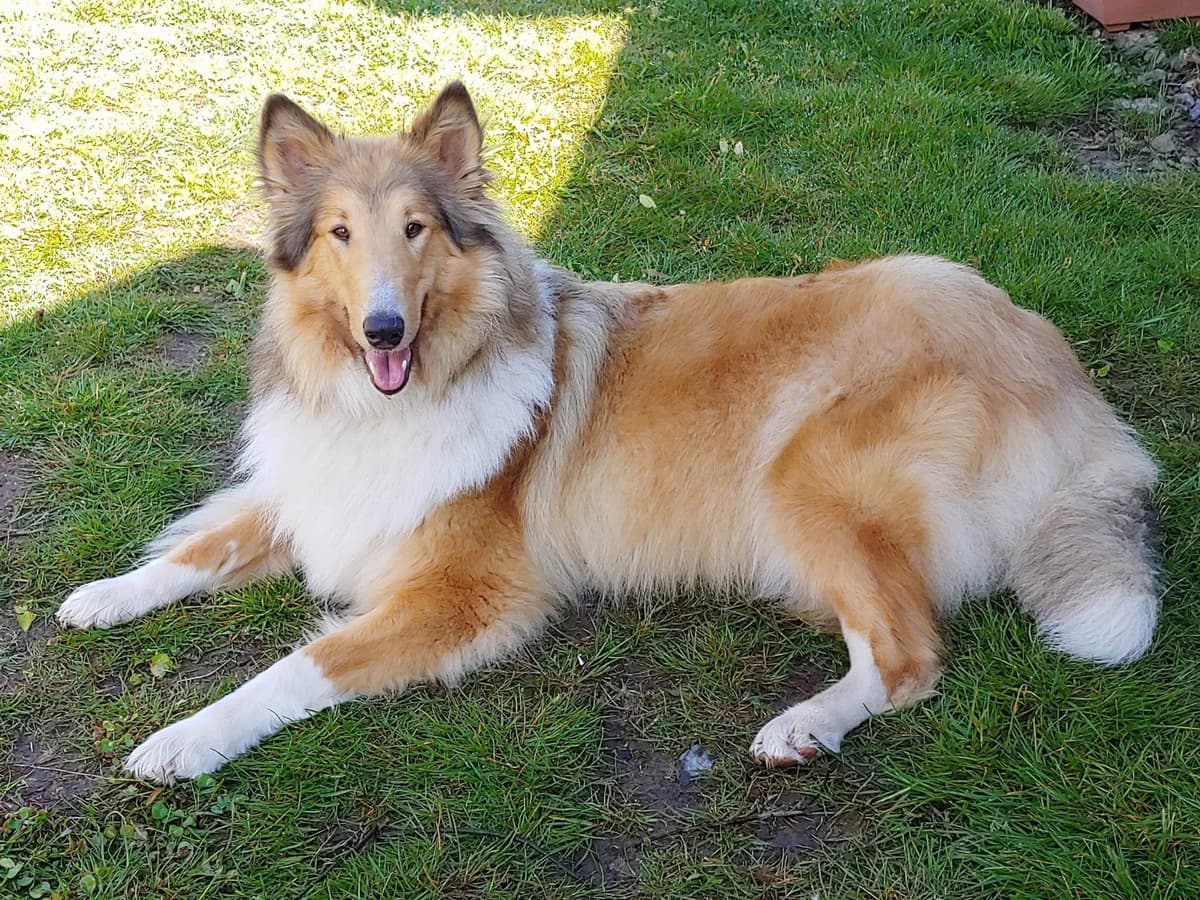 Collie Puppies breeder image 13