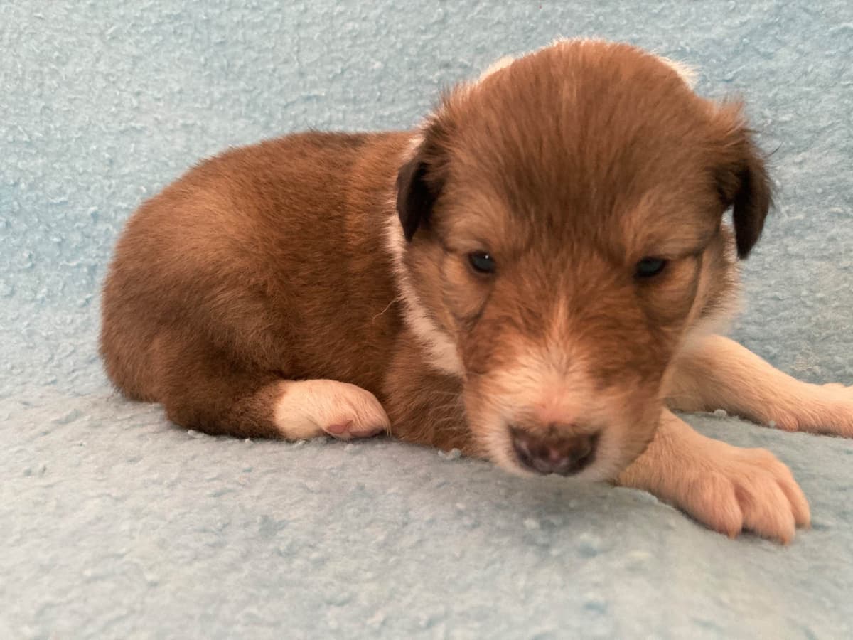 Collie Puppies breeder image 14