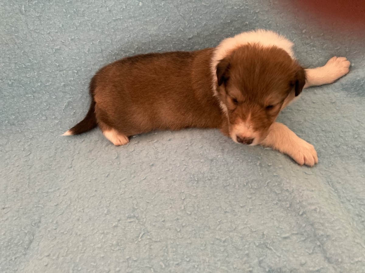 Collie Puppies breeder image 2