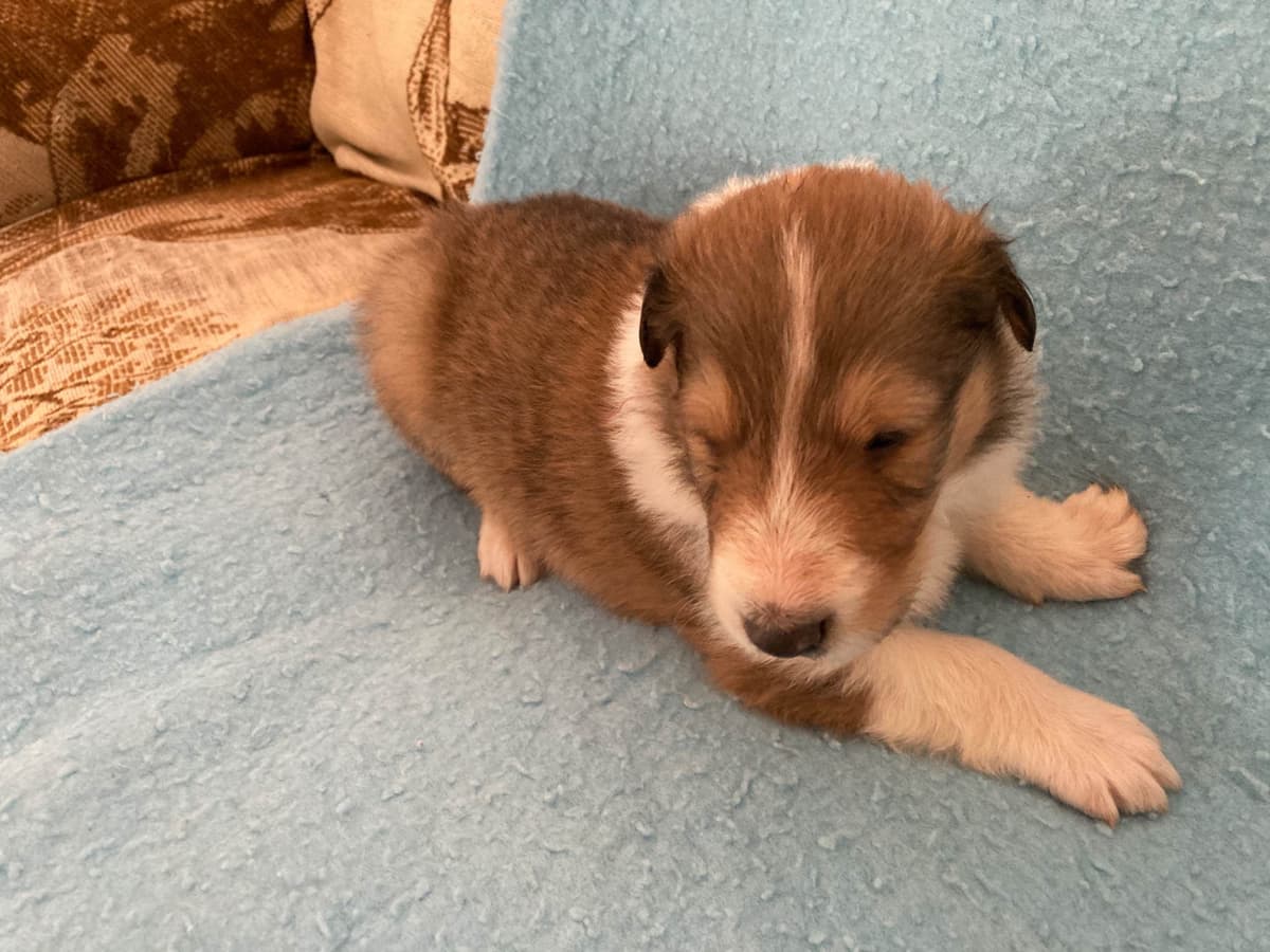 Collie Puppies breeder image 15