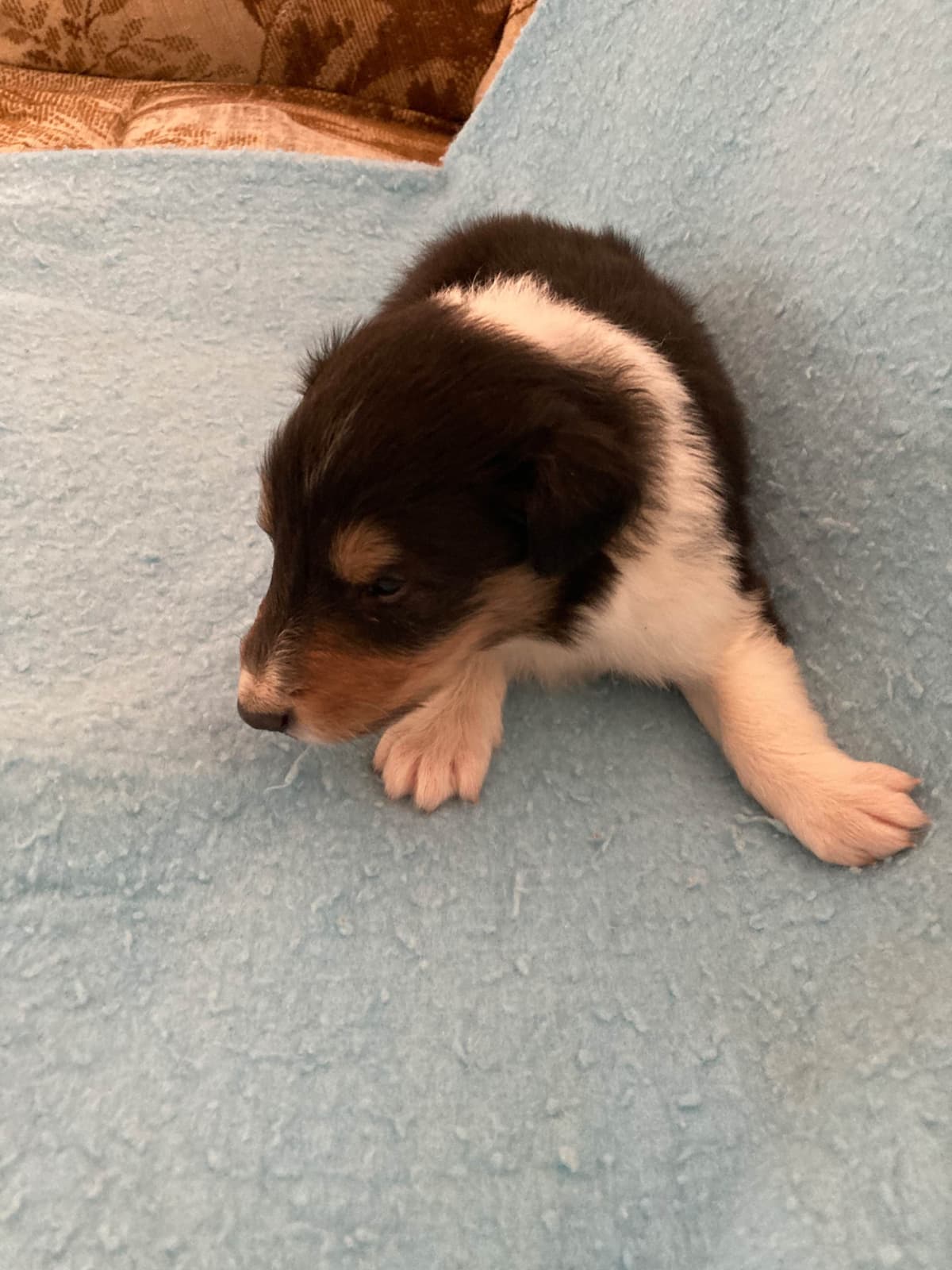 Collie Puppies breeder image 16