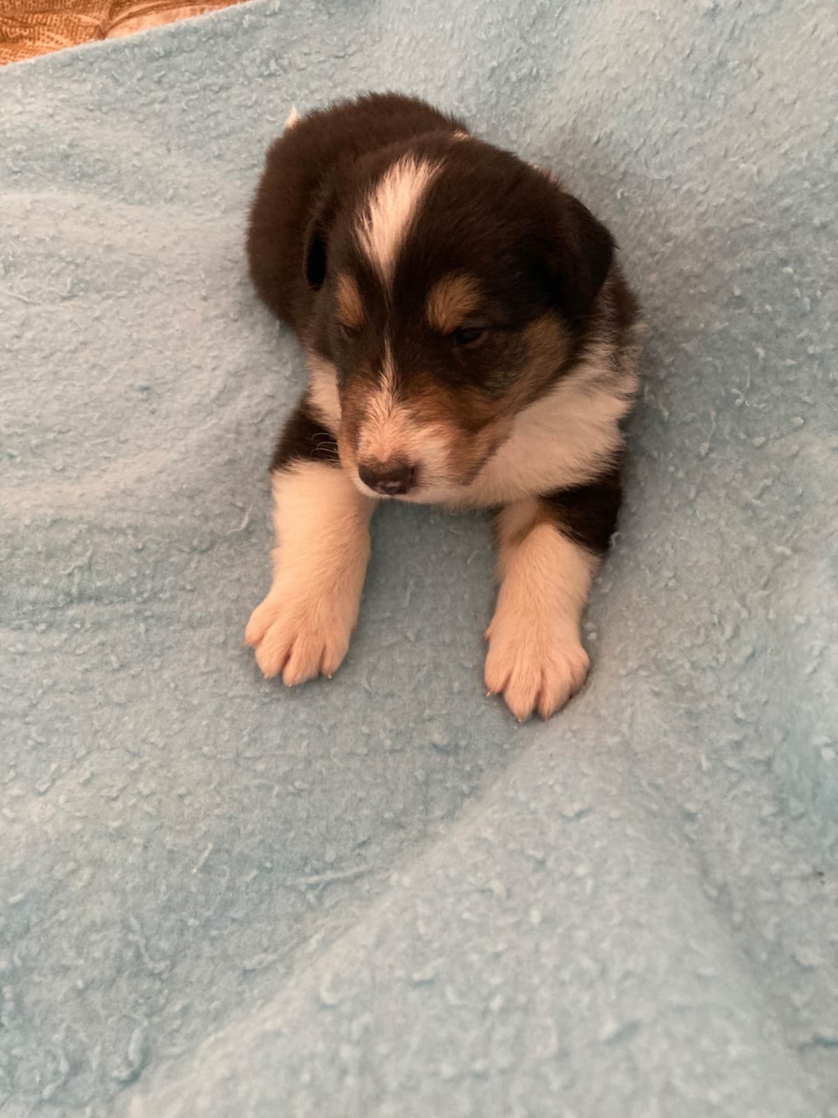 Collie Puppies breeder image 17