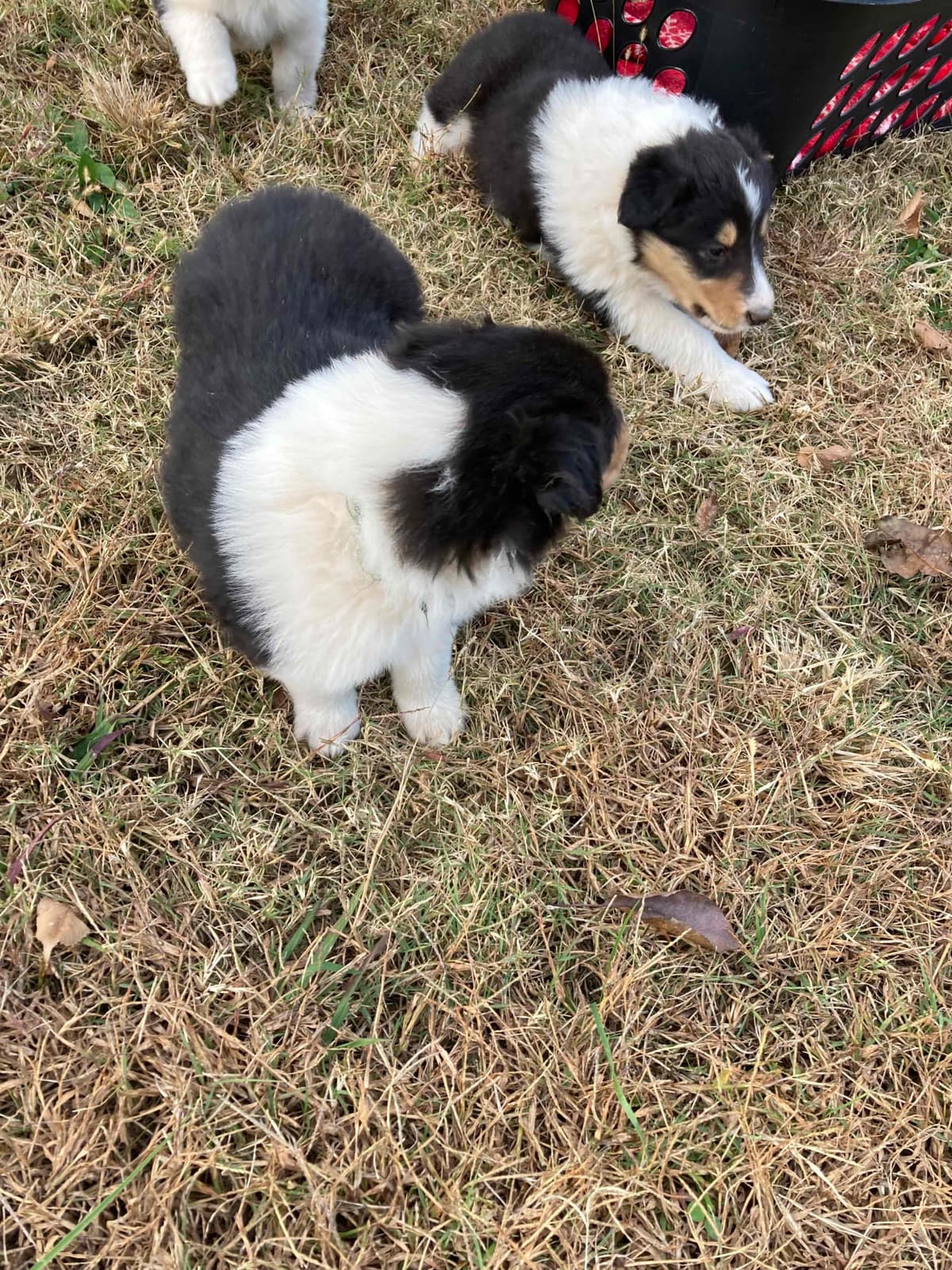 Collie Puppies breeder image 18