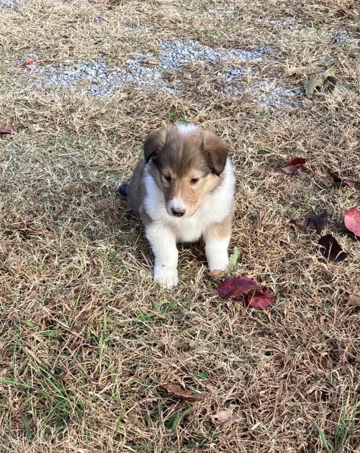 Collie Puppies breeder image 21