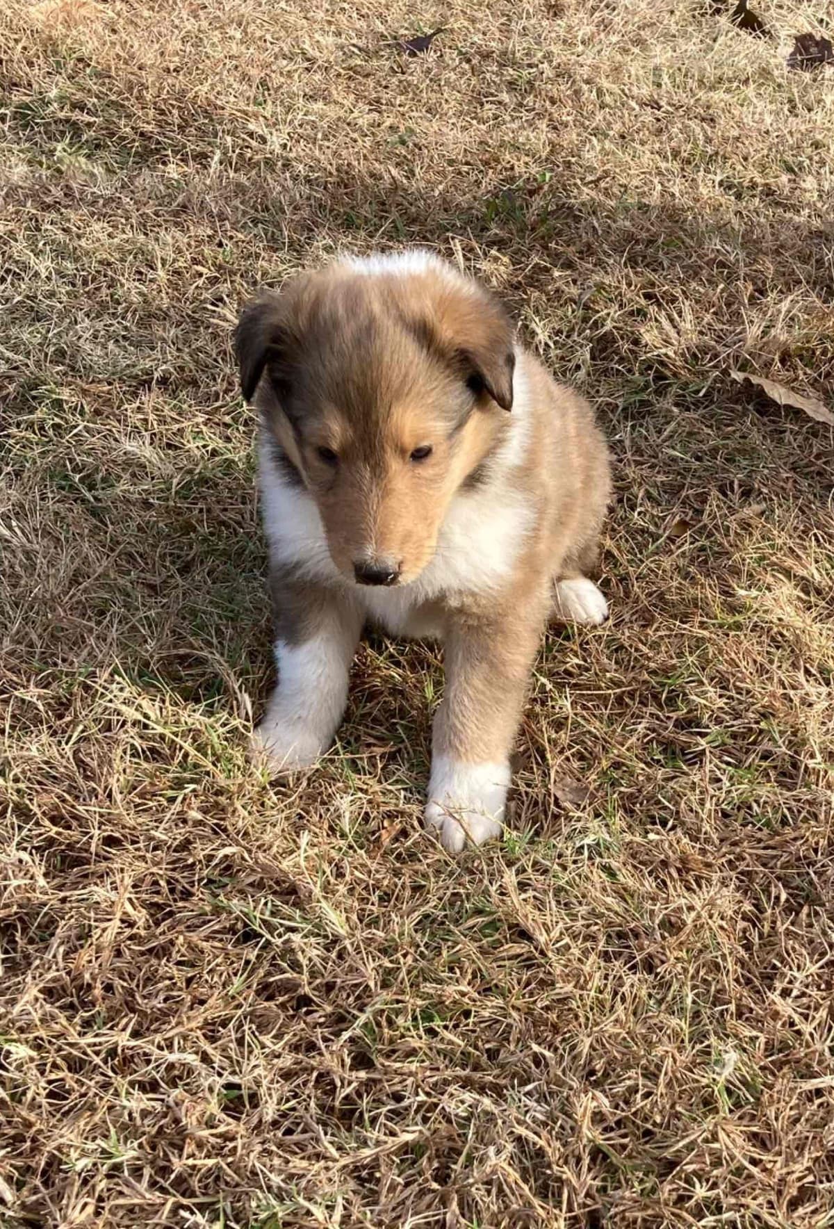 Collie Puppies breeder image 19