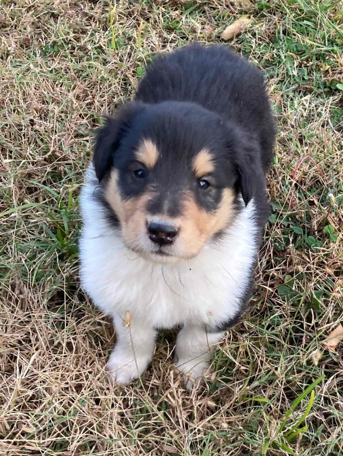 Collie Puppies breeder image 20