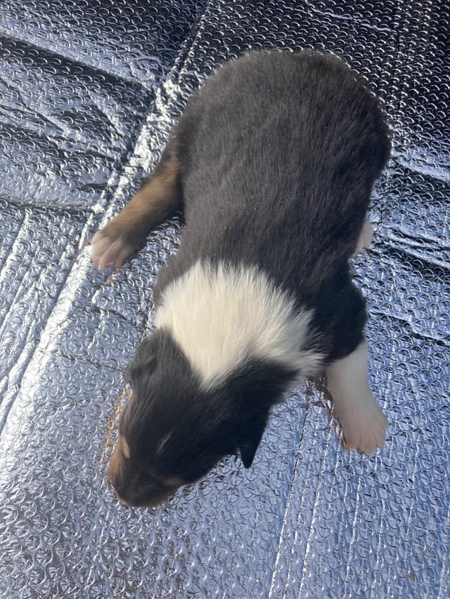 Collie Puppies media 5