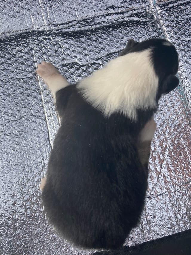 Collie Puppies media 6