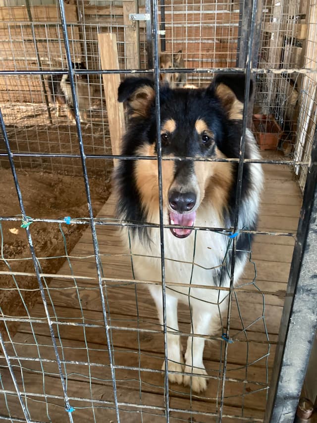 Collie Puppies media 9