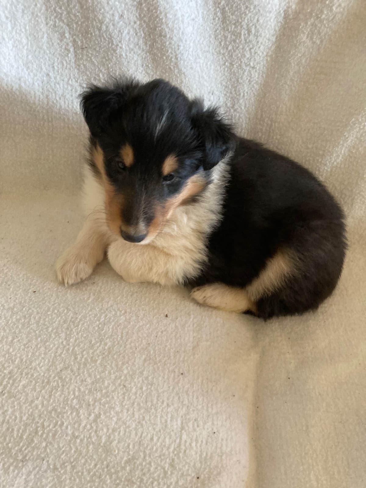 Collie Puppies breeder image 22