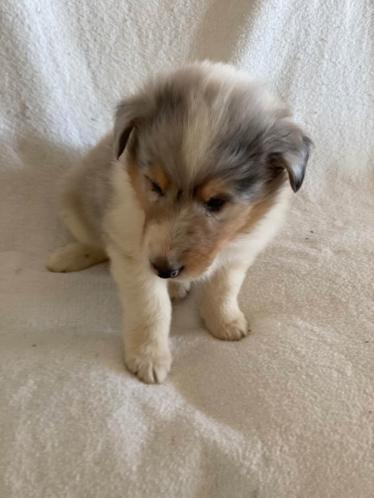 Collie Puppies breeder image 23