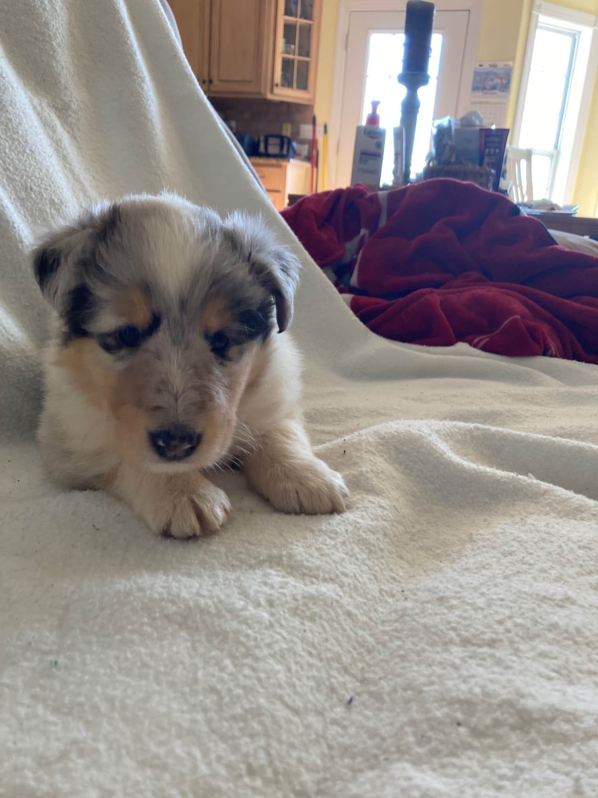 Collie Puppies breeder image 25