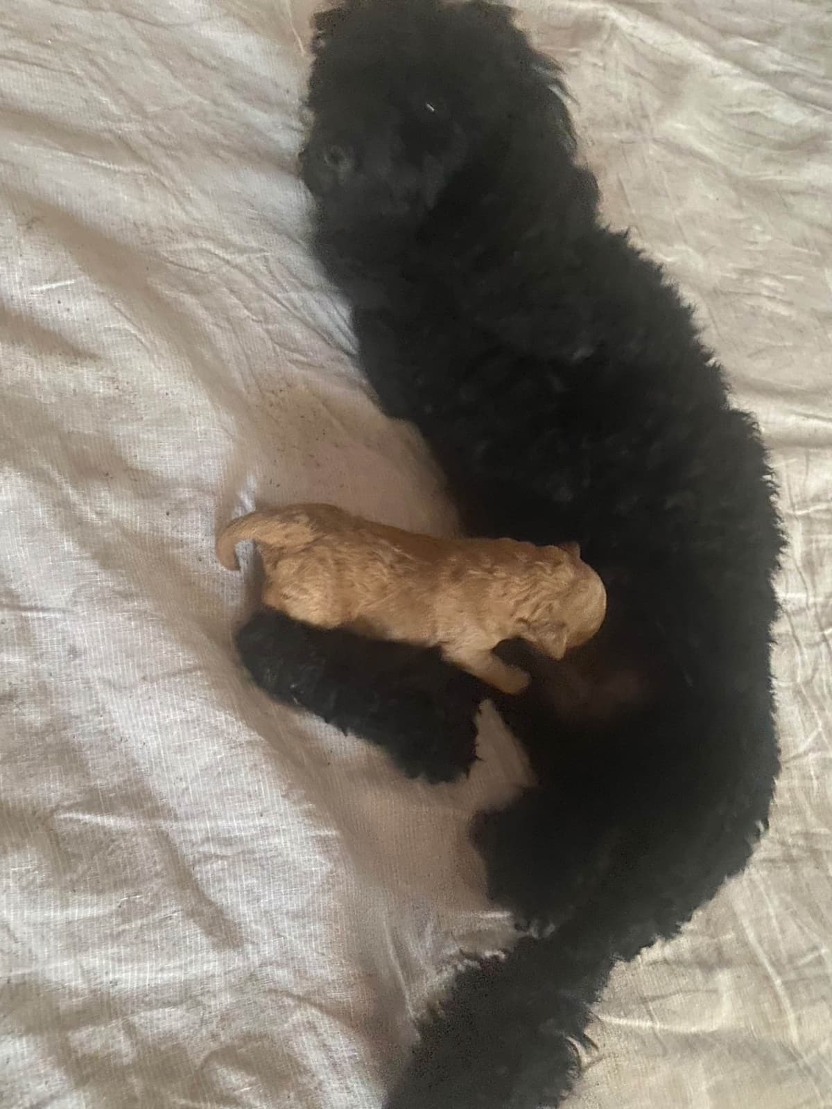 Poodle Puppies breeder image 1