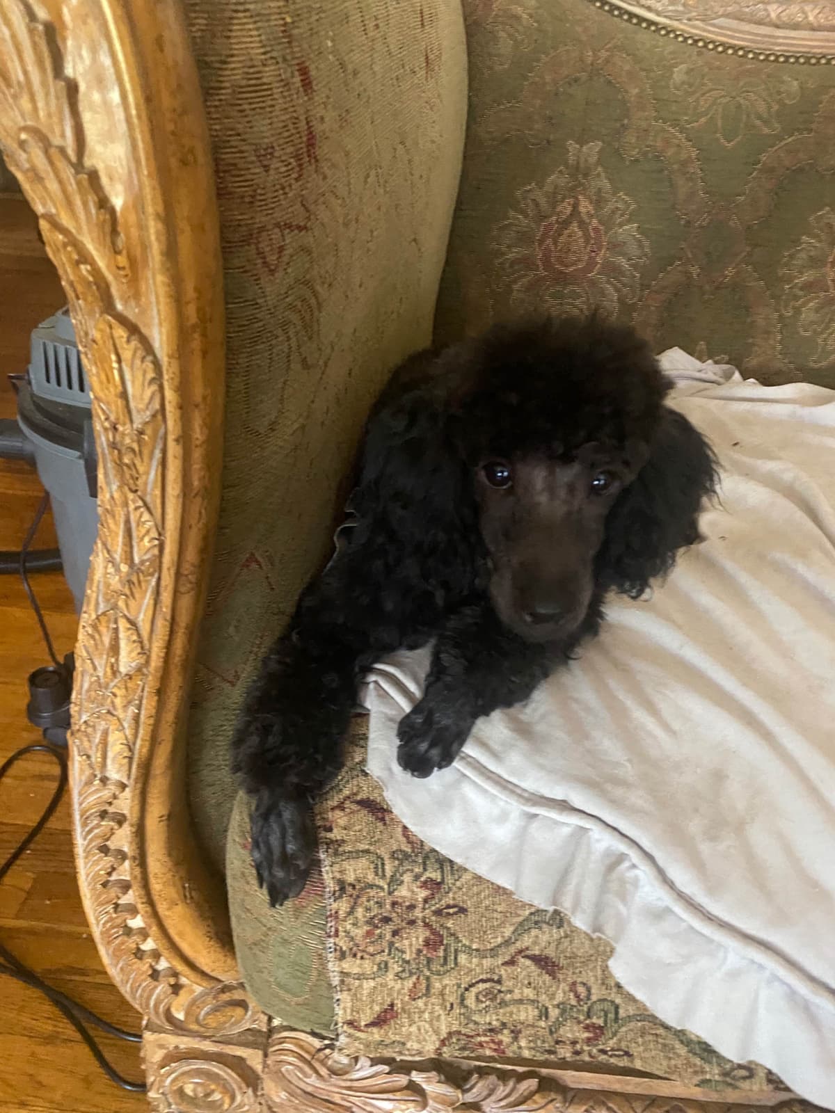 Poodle Puppies breeder image 2